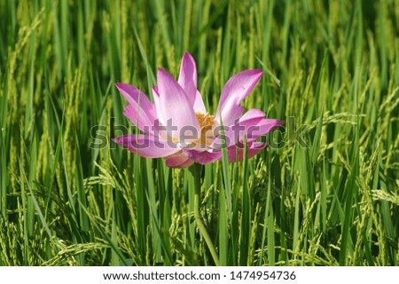 Lotus: Pictures of beautiful pink lotus flowers with rice fields.