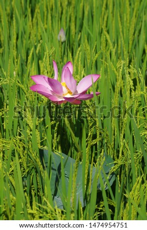 Lotus: Pictures of beautiful pink lotus flowers with rice fields.