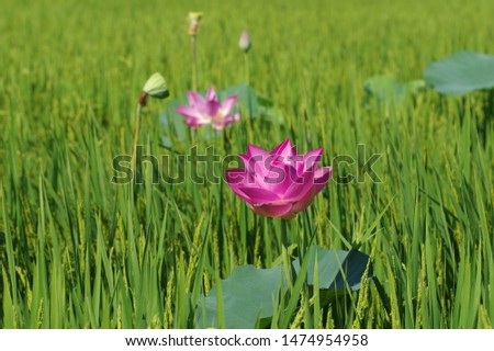 Lotus: Pictures of beautiful pink lotus flowers with rice fields.