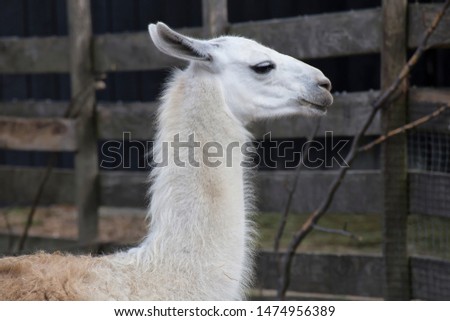 Llama (Lama glama) is a domesticated South American camelid