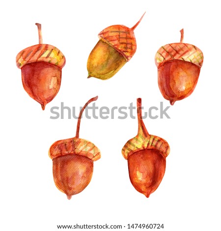 Watercolor illustration with acorns. The seeds of the tree are oak red-brown in color with a golden ocher cup. Five isolated objects on a white background.