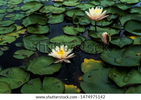 amazing pink lotus flowers and green lotus leaves on the lake , cold picture