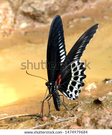 butterfly is sitting on muddy soil in spring time, colorful design in its wings