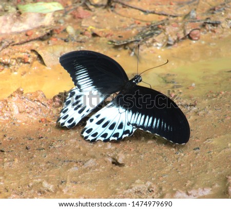 butterfly is sitting on muddy soil in spring time, colorful design in its wings