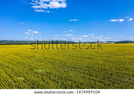 Landscape of a field of sunflowers aerial view. Clear blue sky and yellow field of sunflowers. Drone photography.
