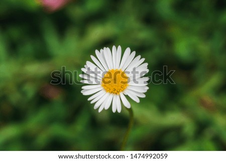 Daisy is blooming and beautiful in nature. Is a macro photography
