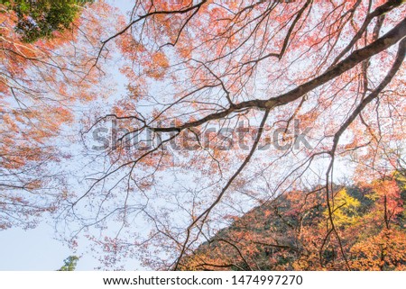 Autumn leaves dyed in beautiful colors