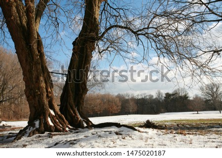 winter landscape with big trees
