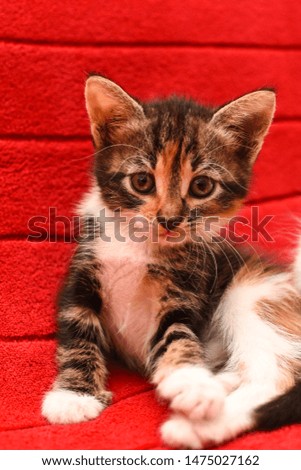 Adorable little kitten. Portrait of baby kitten isolated on red background