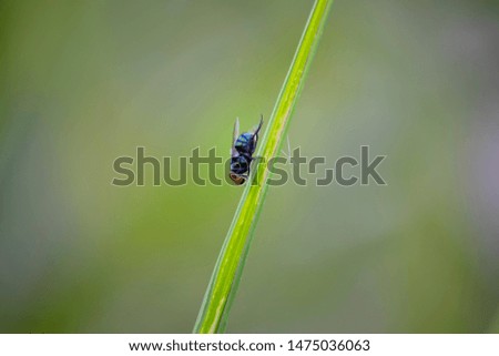 Macro pictures of flies And natural background