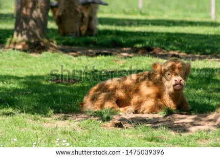 bull cow on a sunny meadow