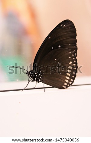 black and white butterfly standing photo