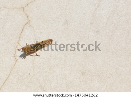 Background picture with a grasshopper sitting on a beige marble stone

