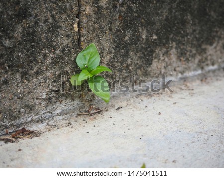 Small tree stand alone survive in concrete
