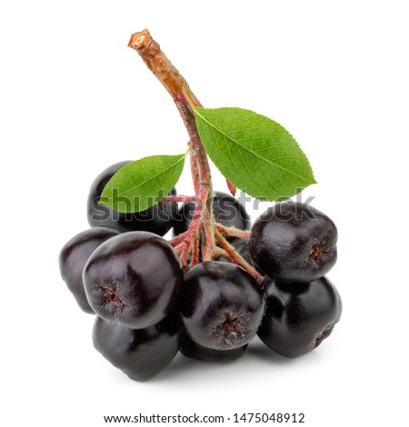 Aronia melanocarpa (black chokeberry) with leaves isolated on white background Royalty-Free Stock Photo #1475048912