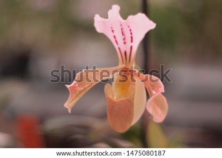 Blooming orchid flower from botanic garden
