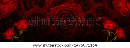 High resolution floral panoramic photographic montage of Red Roses. Each image has been individually colour graded, and can be used as one high res file, or cropped and used as single images.