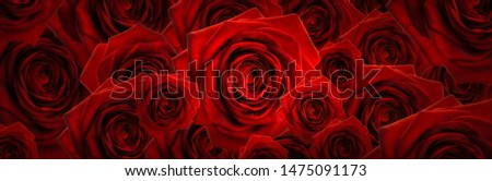 High resolution floral panoramic photographic montage of Red Roses. Each image has been individually colour graded, and can be used as one high res file, or cropped and used as single images.