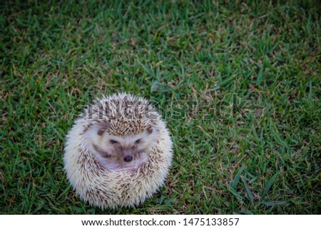 Dwraf hedgehog on grass, Young hedgehog in garden wiith eye contact, Sunset and sorft light, Bokeo background.