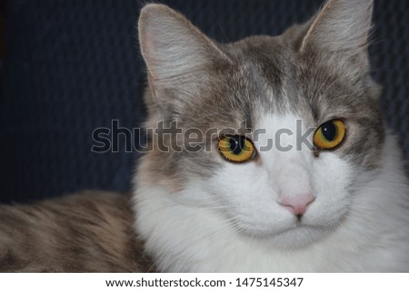 A young cat, whitish-grey looking at the camera