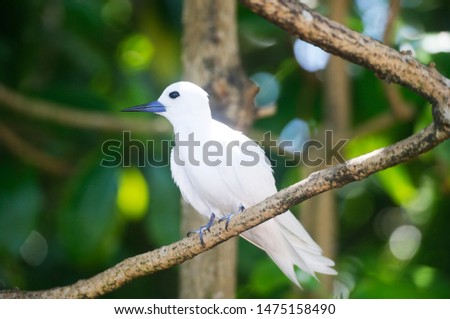 Fairy Tern (Gygis alba), Feenseeschwalbe
