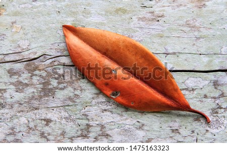 The picture of dry leaves placed on the e¥wooden floor