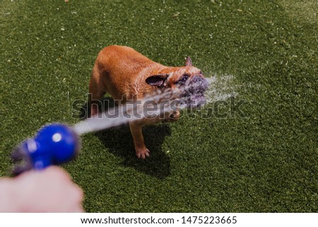 funny brown french bulldog playing with the water coming from the hose at the garden. Fun outdoors and summer concept
