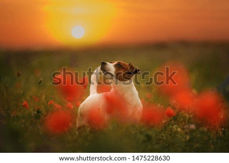 portrait outdoors of a beautiful jack russell standing in a poppy field at sunset