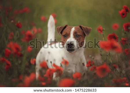 portrait outdoors of a beautiful jack russell standing in a poppy field at sunset