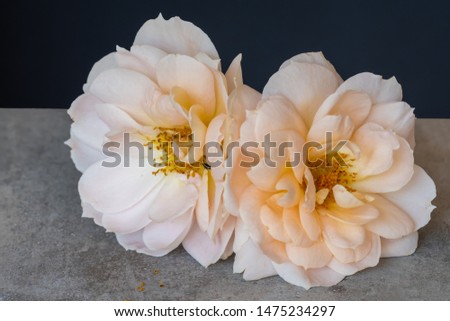 isolated pair of yellow white rose blossoms macro,gray concrete stone background, color fine art still life closeup of two blooms with detailed texture