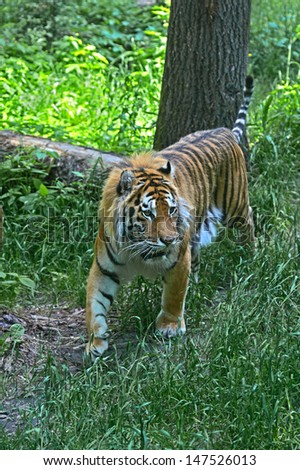 Portrait of a Tiger in the summer on the nature