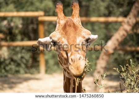 Giraffe portrait, animal wild, zoo