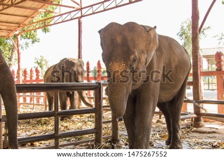  elephant 