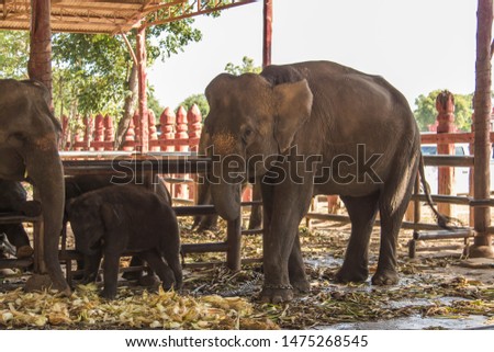  elephants