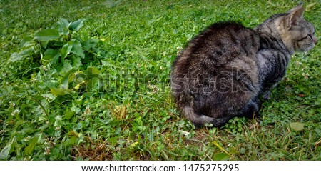 Domesticated european shorthair cat sitting on green grass and chilling