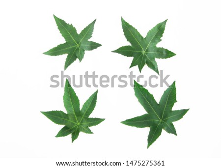natural green leaf plane tree with veins on white background