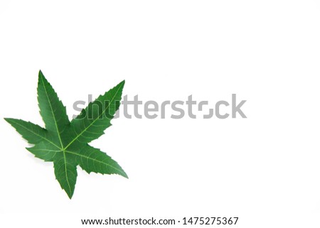 natural green leaf plane tree with veins on white background