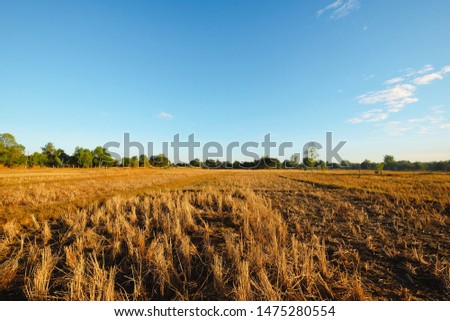 dried rice field after collecting season in thailand.global warming effect picture.