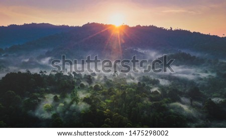 Tropical rainforest, Stunning view of Borneo Rainforest.