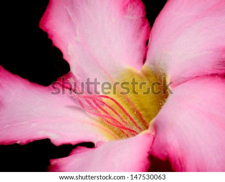 Macro Image Of A Pink Flower With Yellow Center