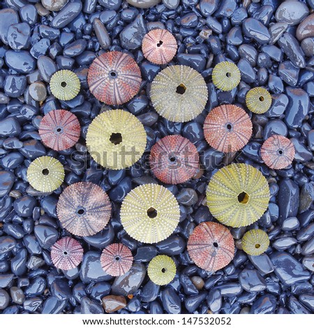 variety of colorful sea urchins on black pebbles beach