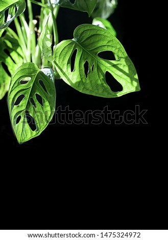 Exotic tropical Monstera leaves on black background