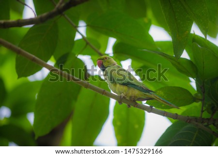 Rose ringed parakeet, Psittacula krameri Single Bird Perched on a tree branch