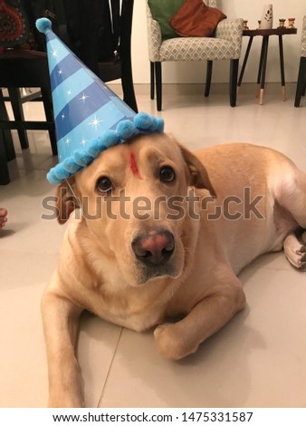 My dog Leo in birthday cap