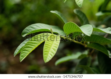 Green leaf guava on tree in the garden