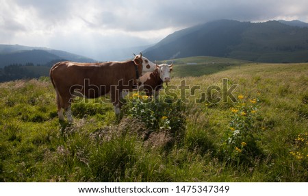 Herd of cows grazing in a eerie summer day on a Italian mountain