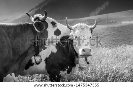 Herd of cows grazing in a eerie summer day on a Italian mountain