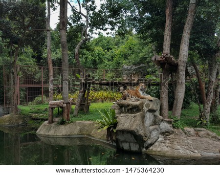 The tiger is looking for visitors in the open zoo. To take beautiful pictures
