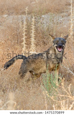 attentive look of wolf in freedom with yellow background