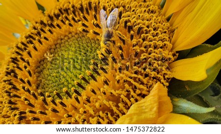 Close sunflower picture, with bee standing on it